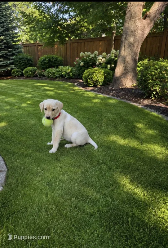 Lady – Labrador Retriever puppy for sale in St. Paul, MN