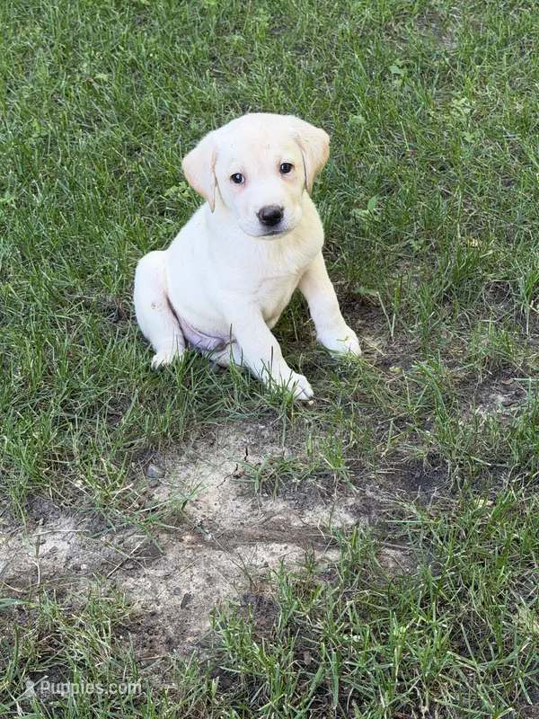 Jack – Labrador Retriever puppy for sale in St. Paul, MN
