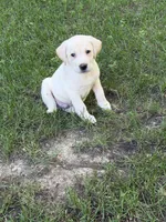Jack, a male Labrador Retriever for sale in St. Paul, MN – 1 of 1