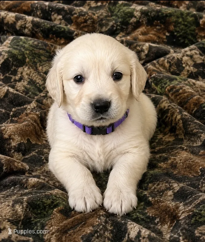 Barney – Golden Retriever puppy for sale in St. Paul, MN