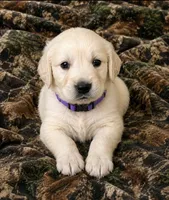 Barney, a female Golden Retriever for sale in St. Paul, MN – 1 of 1