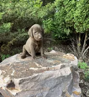 Deuce , a male Labrador Retriever for sale in Mounds View, MN – 1 of 1