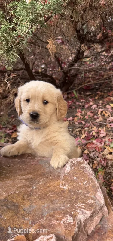 Stu – Golden Retriever puppy for sale in New Brighton, MN