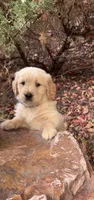 Stu, a male Golden Retriever for sale in New Brighton, MN – 1 of 1
