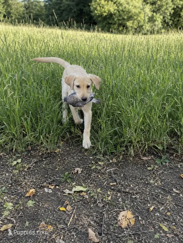 Amber – Labrador Retriever puppy for sale in New Brighton, MN