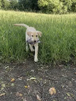 Amber, a female Labrador Retriever for sale in New Brighton, MN – 1 of 1