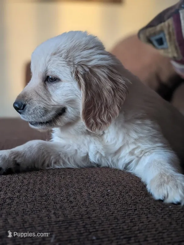 Ty – English Cream Golden Retriever puppy for sale in Mounds View, MN