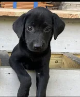 Becca, a female Labrador Retriever for sale in St. Paul, MN – 1 of 1
