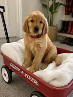 Ruby, a female Golden Retriever for sale in New Brighton, MN – 1 of 1