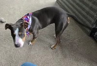 Luna Blue, a female Staffordshire Bull Terrier for sale in Brooksville, FL – Photo 7 of 7