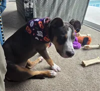 Luna Blue, a female Staffordshire Bull Terrier for sale in Brooksville, FL – Photo 4 of 7