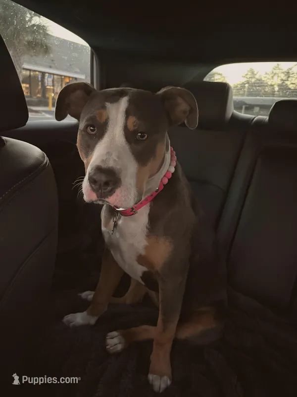 Luna Blue – Staffordshire Bull Terrier puppy for sale in Brooksville, FL