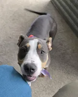 Luna Blue, a female Staffordshire Bull Terrier for sale in Brooksville, FL – Photo 5 of 7