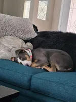 Luna Blue, a female Staffordshire Bull Terrier for sale in Brooksville, FL – Photo 3 of 7