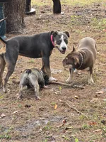 Luna Blue, a female Staffordshire Bull Terrier for sale in Brooksville, FL – Photo 2 of 7