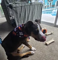 Luna Blue, a female Staffordshire Bull Terrier for sale in Brooksville, FL – Photo 6 of 7