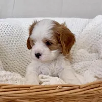 Colin- Cavapoo, a male Cavapoo and Cavalier King Charles Spaniel for sale in Harrisonburg, VA – Photo 3 of 6