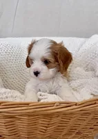 Colin- Cavapoo, a male Cavapoo and Cavalier King Charles Spaniel for sale in Harrisonburg, VA – Photo 3 of 5