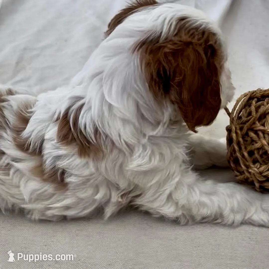 Colin- Cavapoo, a male Cavapoo and Cavalier King Charles Spaniel for sale in Harrisonburg, VA – Photo 5 of 5