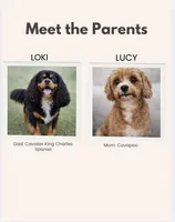 Colin- Cavapoo, a male Cavapoo and Cavalier King Charles Spaniel for sale in Harrisonburg, VA – Photo 6 of 6