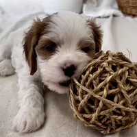 Colin- Cavapoo, a male Cavapoo and Cavalier King Charles Spaniel for sale in Harrisonburg, VA – Photo 4 of 6