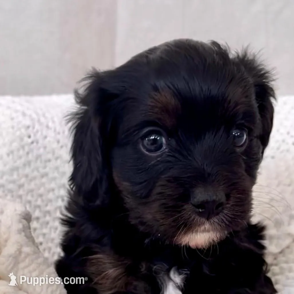 Iris, a female Yorkipoo for sale in Harrisonburg, VA – Photo 4 of 6