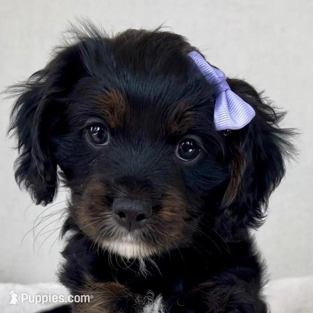 Iris Sweet Teddy Bear Girl – Yorkipoo puppy for sale in Harrisonburg, VA