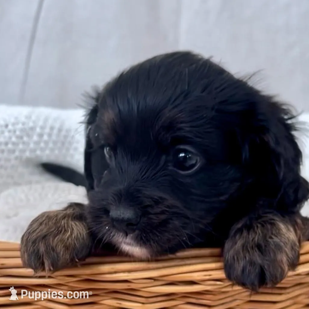 Iris, a female Yorkipoo for sale in Harrisonburg, VA – Photo 2 of 6