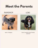 CavaPookie Iris , a female Yorkipoo and Cavalier King Charles Spaniel for sale in Harrisonburg, VA – Photo 10 of 10