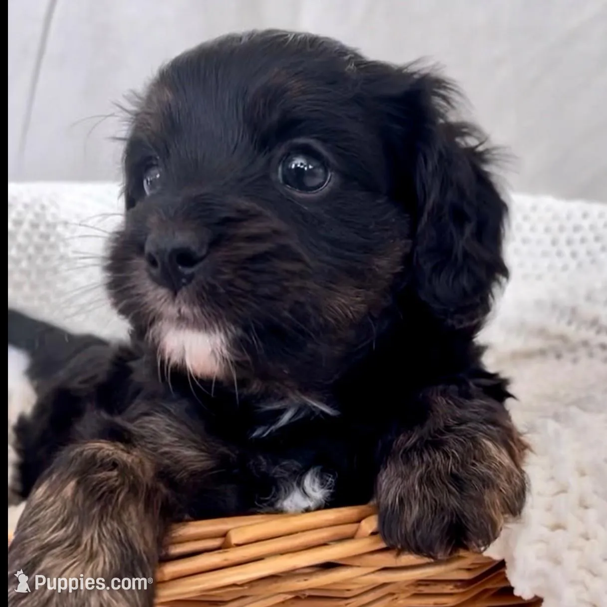 Iris, a female Yorkipoo for sale in Harrisonburg, VA – Photo 3 of 6