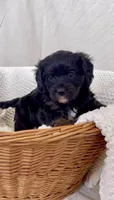 Iris, a female Yorkipoo for sale in Harrisonburg, VA – Photo 1 of 6
