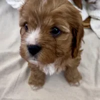 Daphne- Cavapoo- HOLD for pickup 3/20, a female Cavapoo and Cavalier King Charles Spaniel for sale in Harrisonburg, VA – Photo 5 of 6