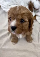 Daphne- Cavapoo, a female Cavapoo and Cavalier King Charles Spaniel for sale in Harrisonburg, VA – Photo 5 of 5