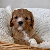 Daphne- Cavapoo- HOLD for pickup 3/20, a female Cavapoo and Cavalier King Charles Spaniel for sale in Harrisonburg, VA – Photo 3 of 6
