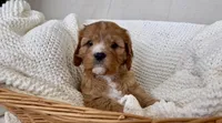 Daphne- Cavapoo, a female Cavapoo and Cavalier King Charles Spaniel for sale in Harrisonburg, VA – Photo 3 of 5