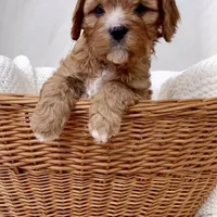 Daphne- Cavapoo- HOLD for pickup 3/20, a female Cavapoo and Cavalier King Charles Spaniel for sale in Harrisonburg, VA – Photo 4 of 6