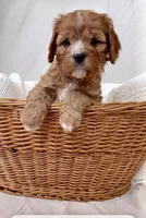 Daphne- Cavapoo, a female Cavapoo and Cavalier King Charles Spaniel for sale in Harrisonburg, VA – Photo 4 of 5