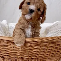 Daphne- Cavapoo- HOLD for pickup 3/20, a female Cavapoo and Cavalier King Charles Spaniel for sale in Harrisonburg, VA – Photo 2 of 6