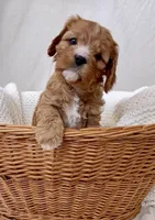 Daphne- Cavapoo, a female Cavapoo and Cavalier King Charles Spaniel for sale in Harrisonburg, VA – Photo 2 of 5