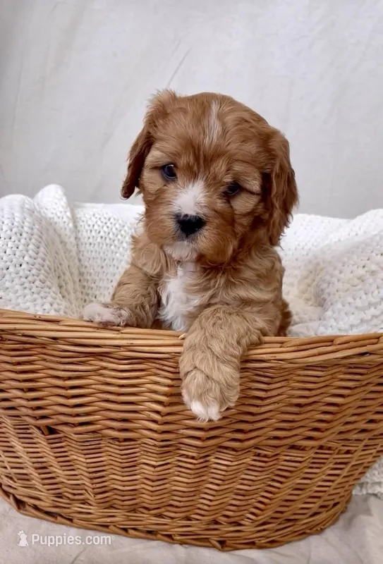 Daphne- Cavapoo