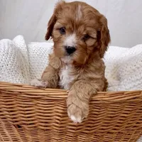 Daphne- Cavapoo- HOLD for pickup 3/20, a female Cavapoo and Cavalier King Charles Spaniel for sale in Harrisonburg, VA – Photo 1 of 6