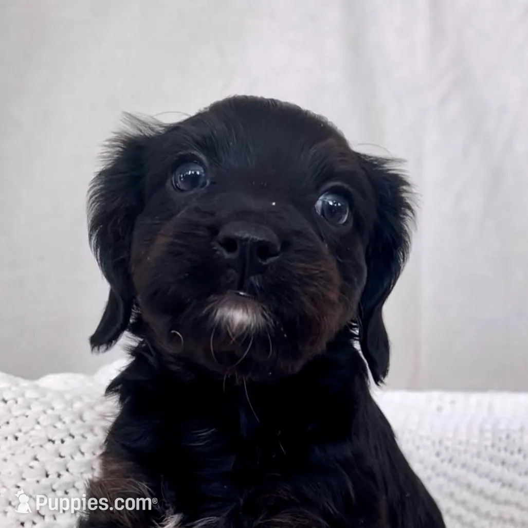 Edith, a female Yorkipoo for sale in Harrisonburg, VA – Photo 2 of 2