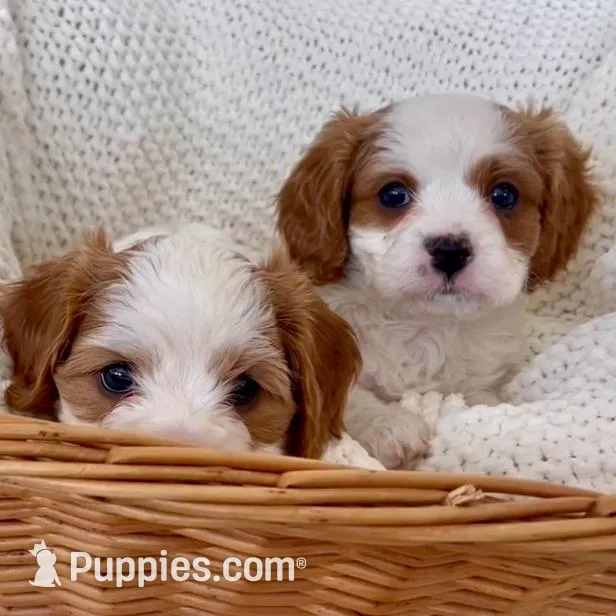 Winston- Cavapoo, a male Cavapoo and Cavalier King Charles Spaniel for sale in Harrisonburg, VA – Photo 5 of 5