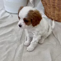 Winston- Cavapoo, a male Cavapoo and Cavalier King Charles Spaniel for sale in Harrisonburg, VA – Photo 4 of 7