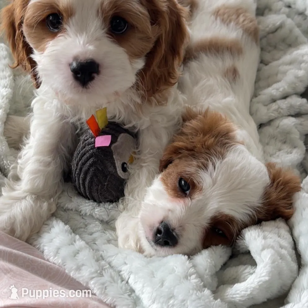 Winston- Cavapoo, a male Cavapoo and Cavalier King Charles Spaniel for sale in Harrisonburg, VA – Photo 6 of 7