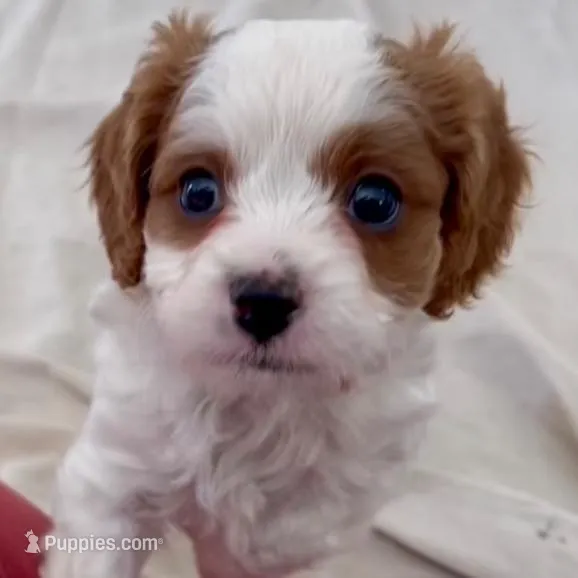 Winston- Cavapoo, a male Cavapoo and Cavalier King Charles Spaniel for sale in Harrisonburg, VA – Photo 2 of 5