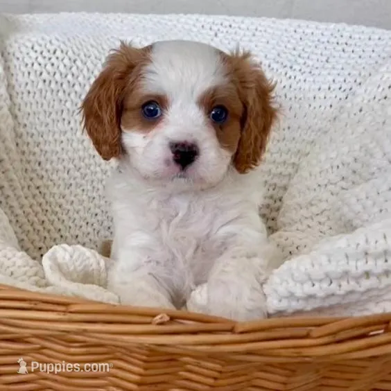 Winston- Cavapoo, a male Cavapoo and Cavalier King Charles Spaniel for sale in Harrisonburg, VA – Photo 4 of 5
