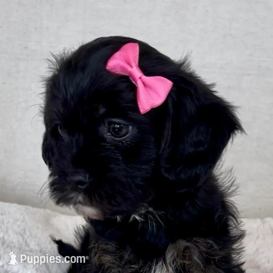 Maisie tiny black teddy bear, a female Yorkipoo for sale in Harrisonburg, VA – Photo 4 of 10