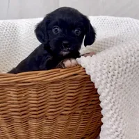 Maisie tiny black teddy bear, a female Yorkipoo for sale in Harrisonburg, VA – Photo 10 of 10