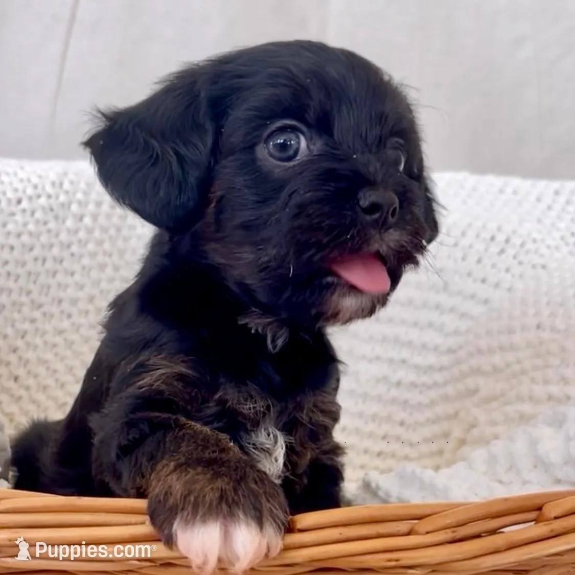Maisie, a female Yorkipoo for sale in Harrisonburg, VA – Photo 4 of 9